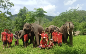 Elephant Day Care Tee Tee Elephant Home
